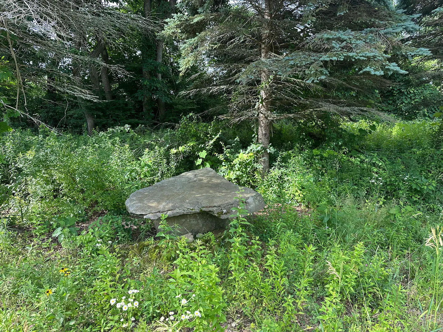 Morris Land Photo 8