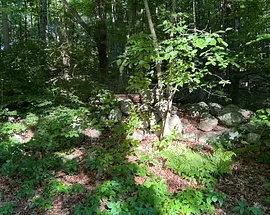 Cobbs Mill Road
